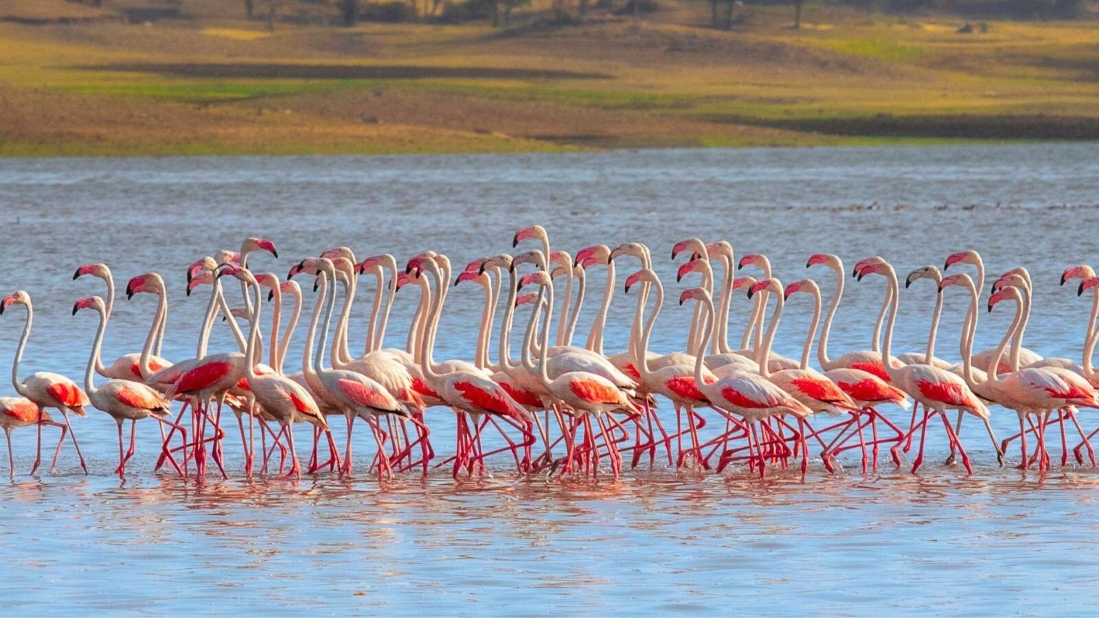 मुंबईतील पक्षीप्रेमींसाठीही खास बातमी! राजेवाडी धरणावर ‘ग्रेटर फ्लेमिंगो’चे दुर्मिळ दर्शन